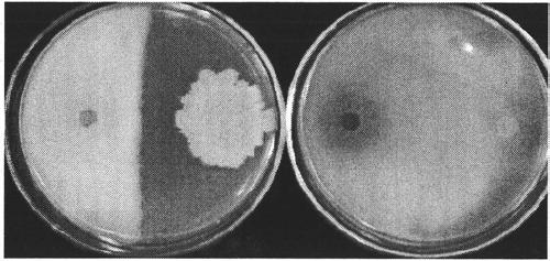 A kind of bacillus amyloliquefaciens hn-11 and bacterial agent thereof