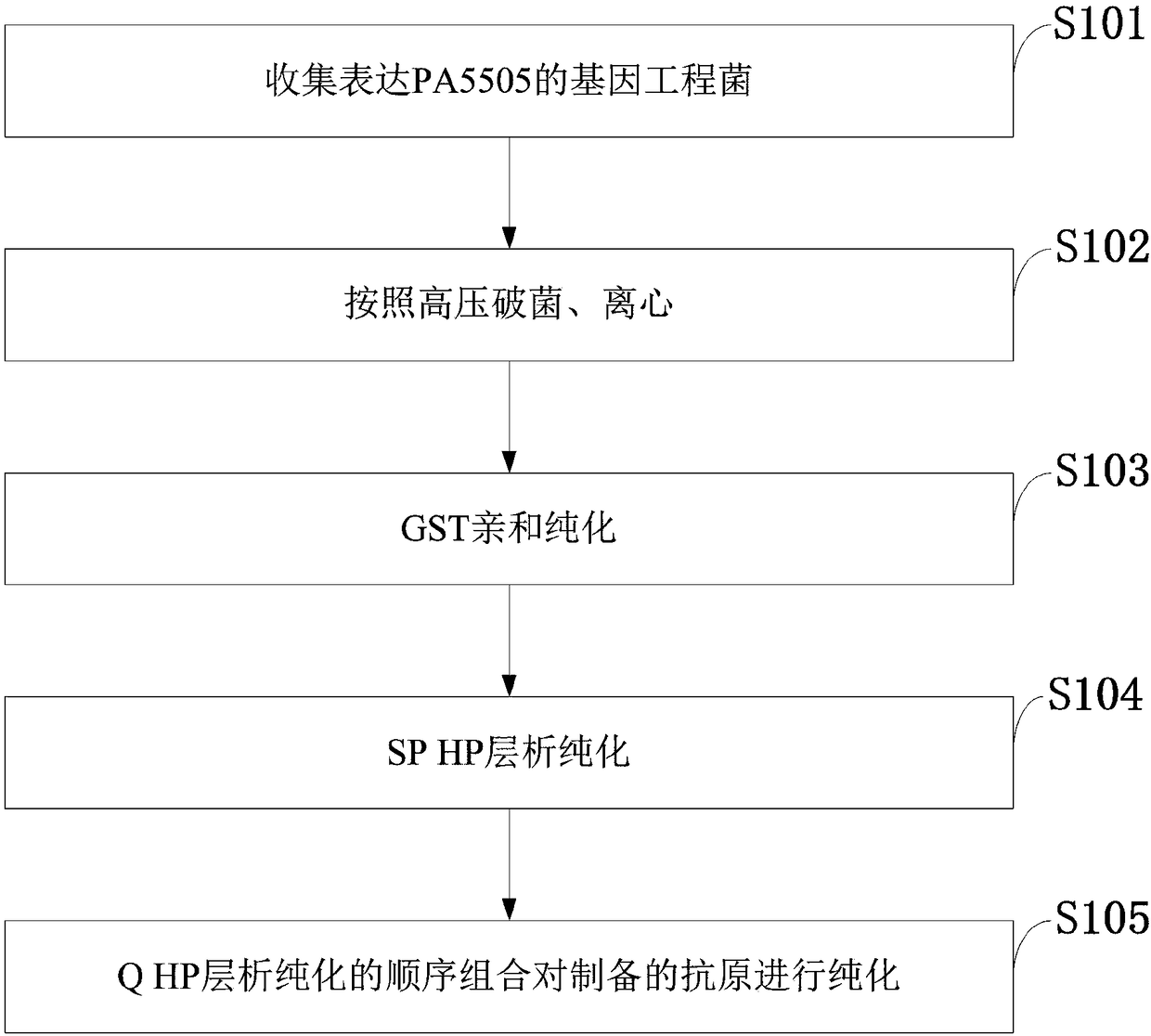 Pseudomonas aeruginosa gene engineering vaccine candidate antigen PA5505 purification method