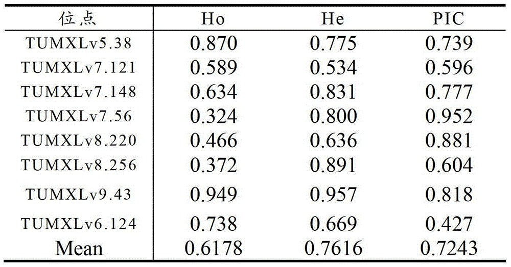 A method for constructing the basic population of Litopenaeus vannamei based on genetic information and excellent traits