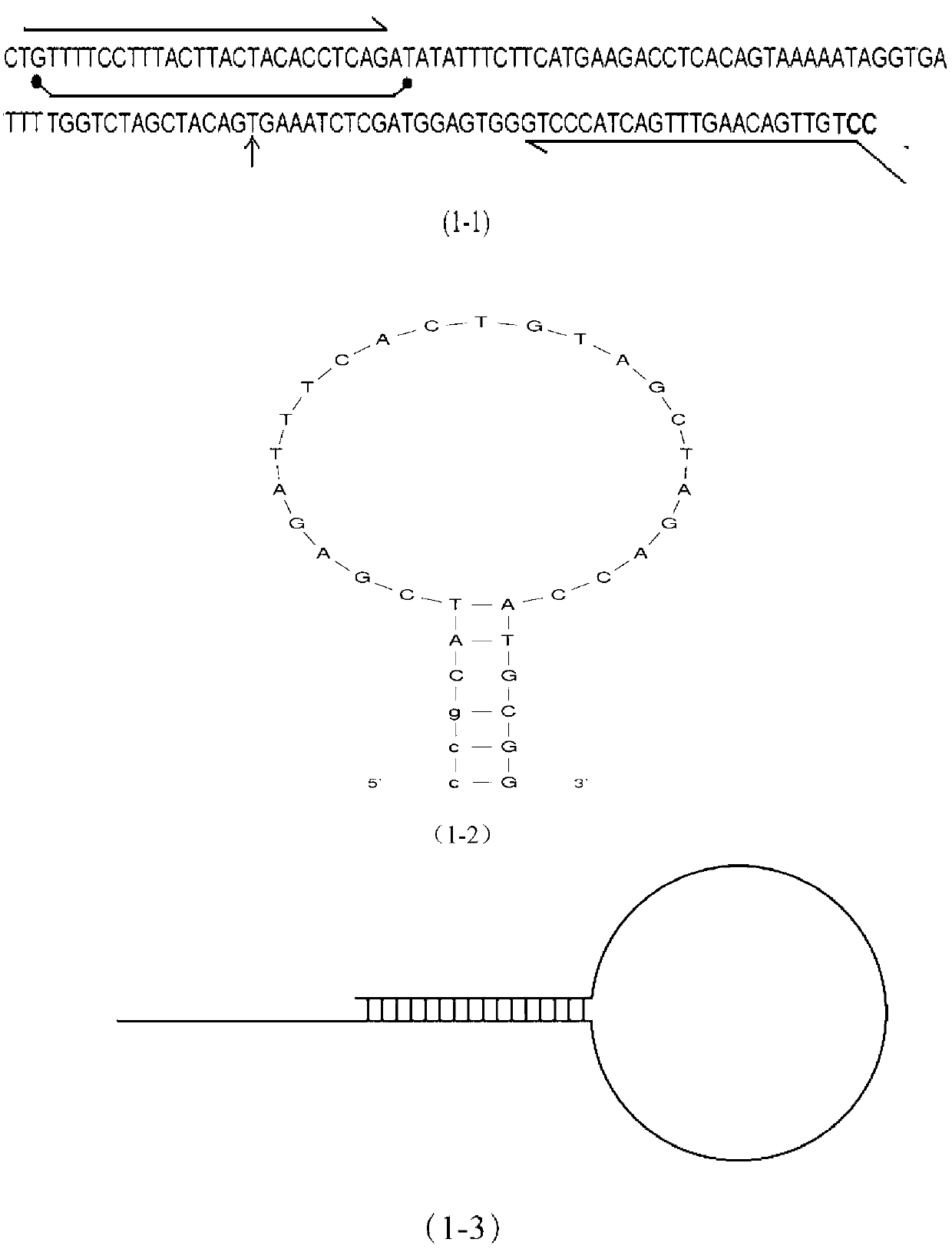 Method for detecting BRAF (block repeat active flag) gene mutation accurately based on probe fusion technology