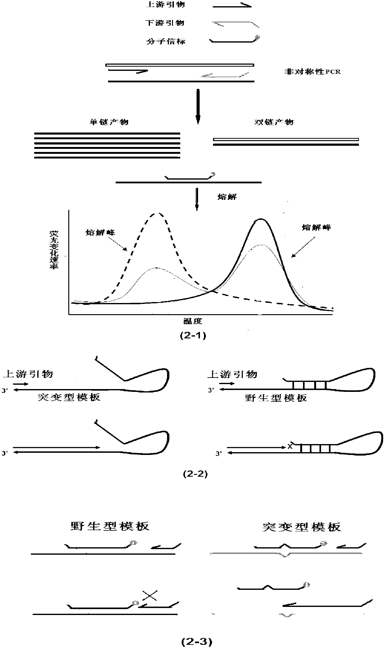 Method for detecting BRAF (block repeat active flag) gene mutation accurately based on probe fusion technology