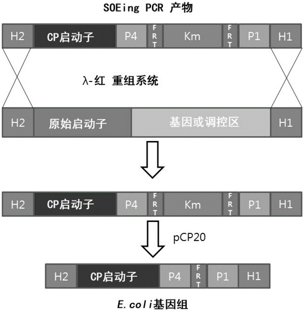 Method for preparing mutant escherichia coli capable of simultaneously utilizing glucose and xylose