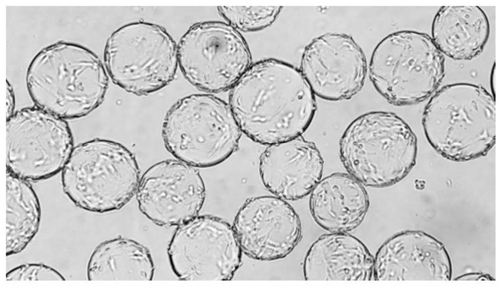 Method for culturing grouper cells by using bioreactor