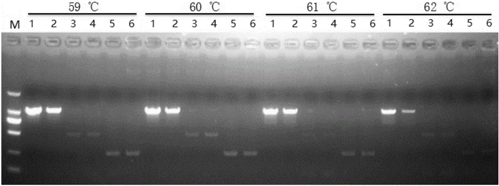 Primer combination for simultaneously identifying Chinese herb ginseng, American ginseng and radix notoginseng and application of primer combination