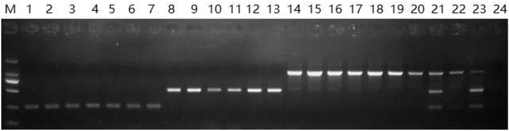 Primer combination for simultaneously identifying Chinese herb ginseng, American ginseng and radix notoginseng and application of primer combination