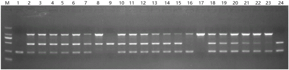 Primer combination for simultaneously identifying Chinese herb ginseng, American ginseng and radix notoginseng and application of primer combination