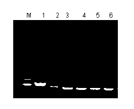 In-vitro inducing method for high-expression Nurrl gene of human mesenchymal stem cell