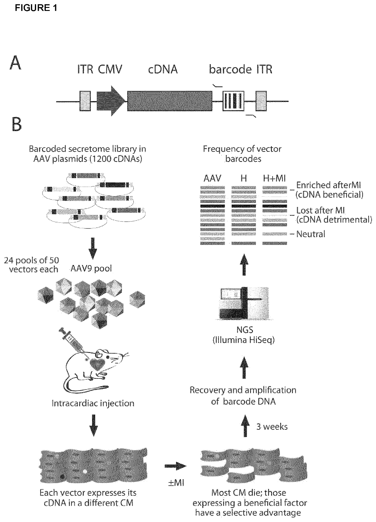 Proteins with cardioprotective activity