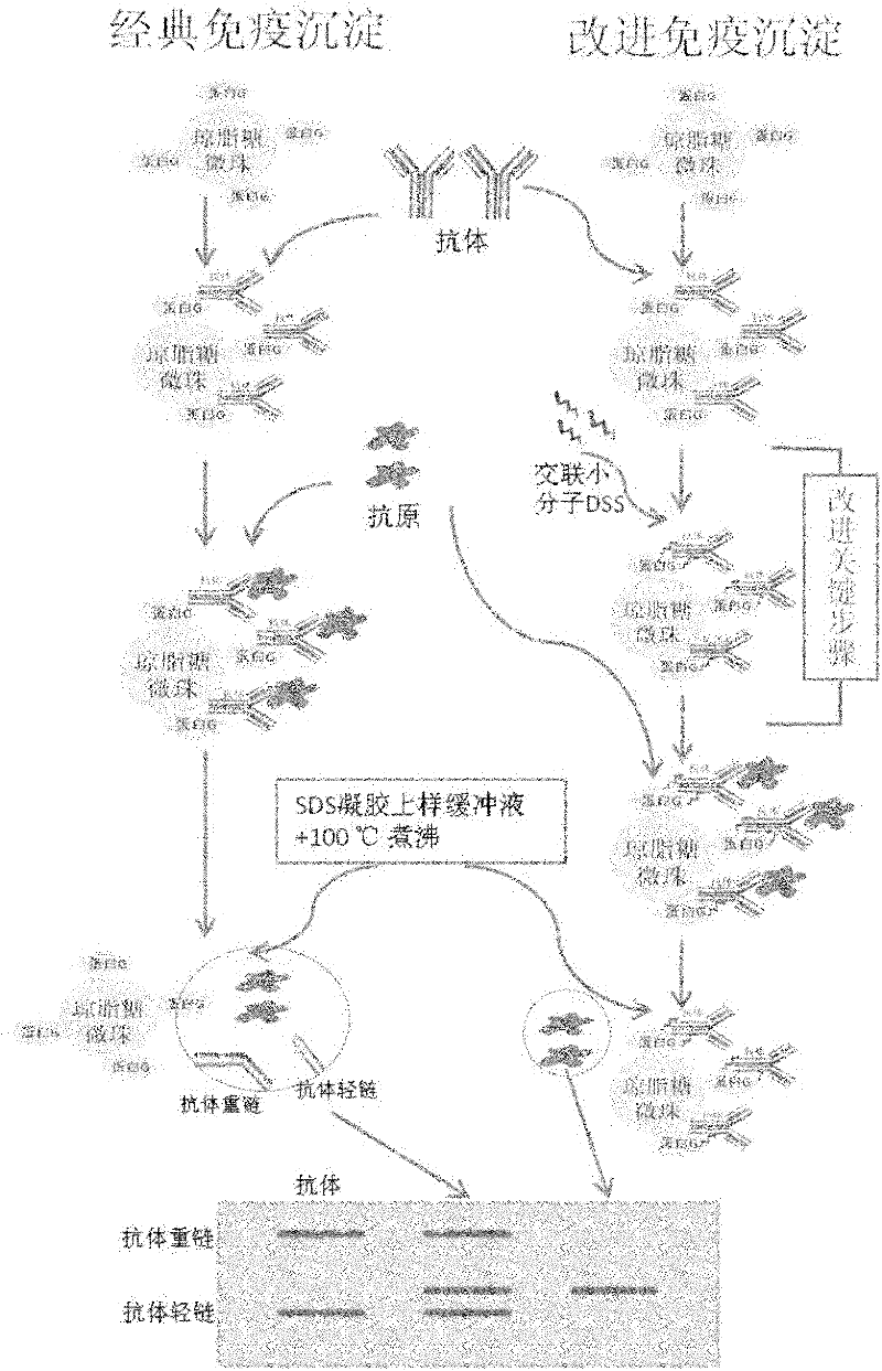 Improved co-immunoprecipitation technical method