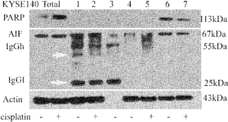 Improved co-immunoprecipitation technical method