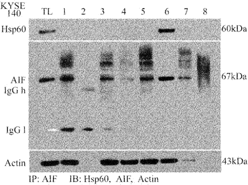 Improved co-immunoprecipitation technical method