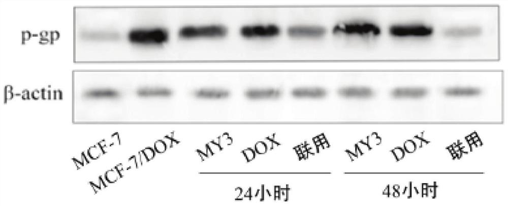 3-piperazinyl chalcone derivative, pharmaceutical composition and application thereof