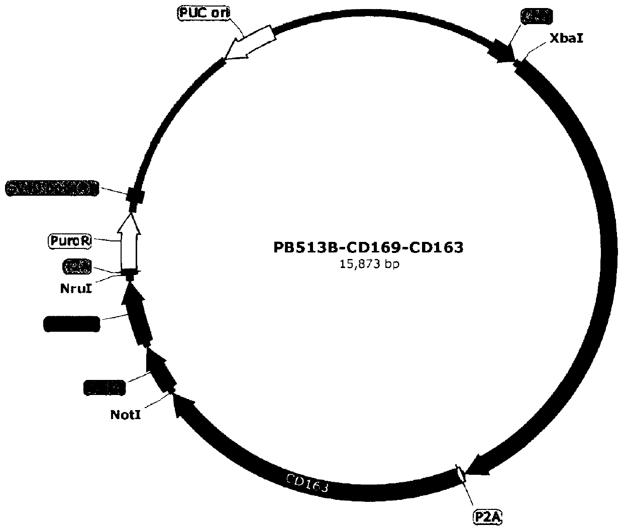 Suspension PK15 cell line for expressing pig CD163 and CD169 molecules