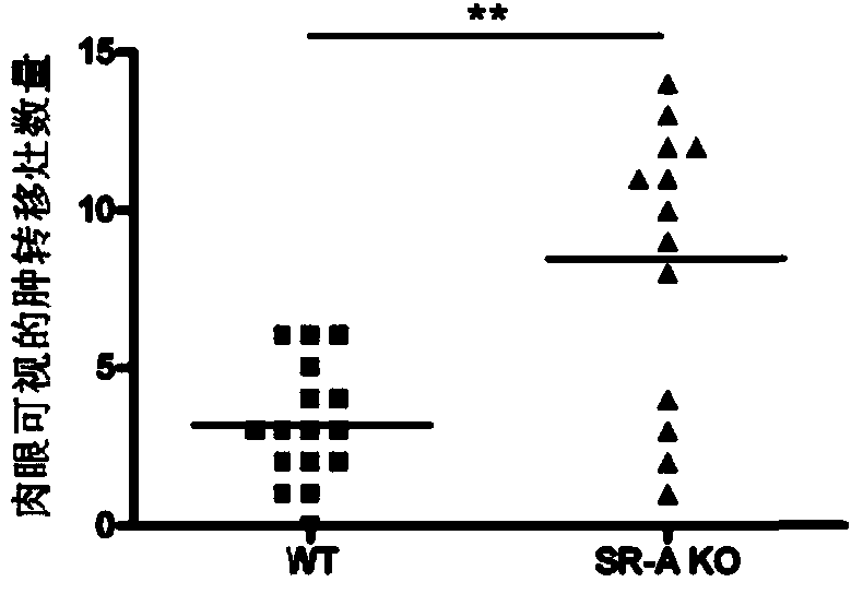 Application of serum amyloid protein A1