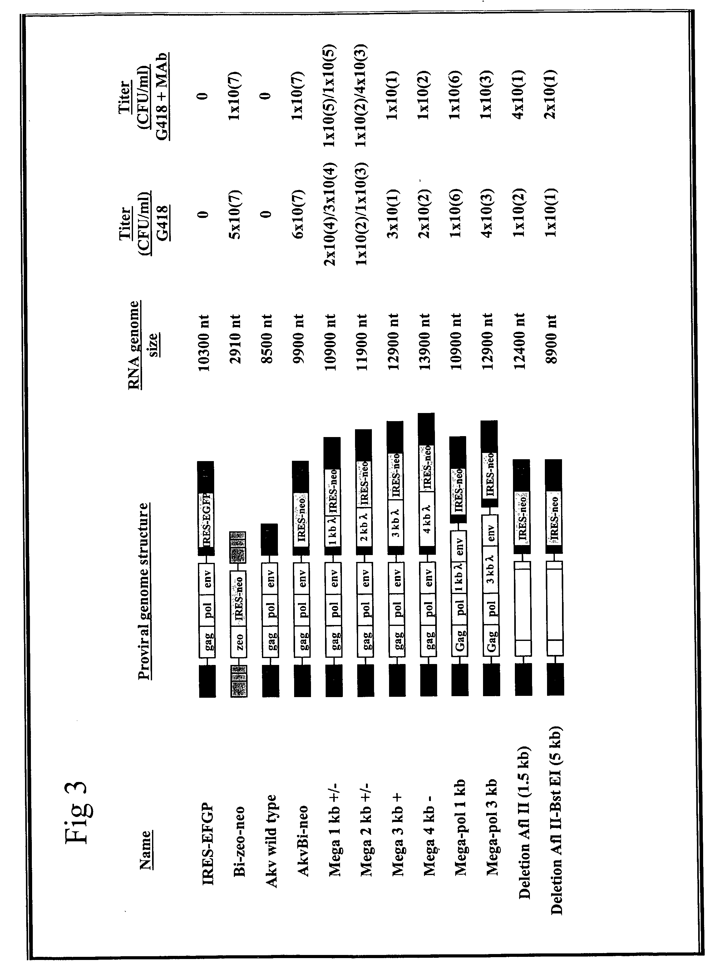 Expression of heterologous genes from an IRES translational cassette in retroviral vectors