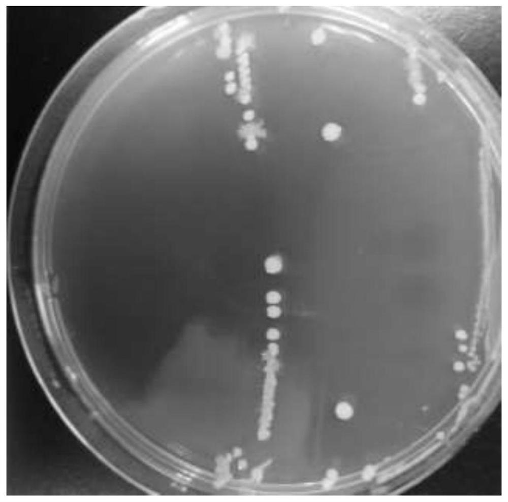 Lactobacillus ZJUIDS03 for antagonizing helicobacter pylori and application of lactobacillus ZJUIDS03