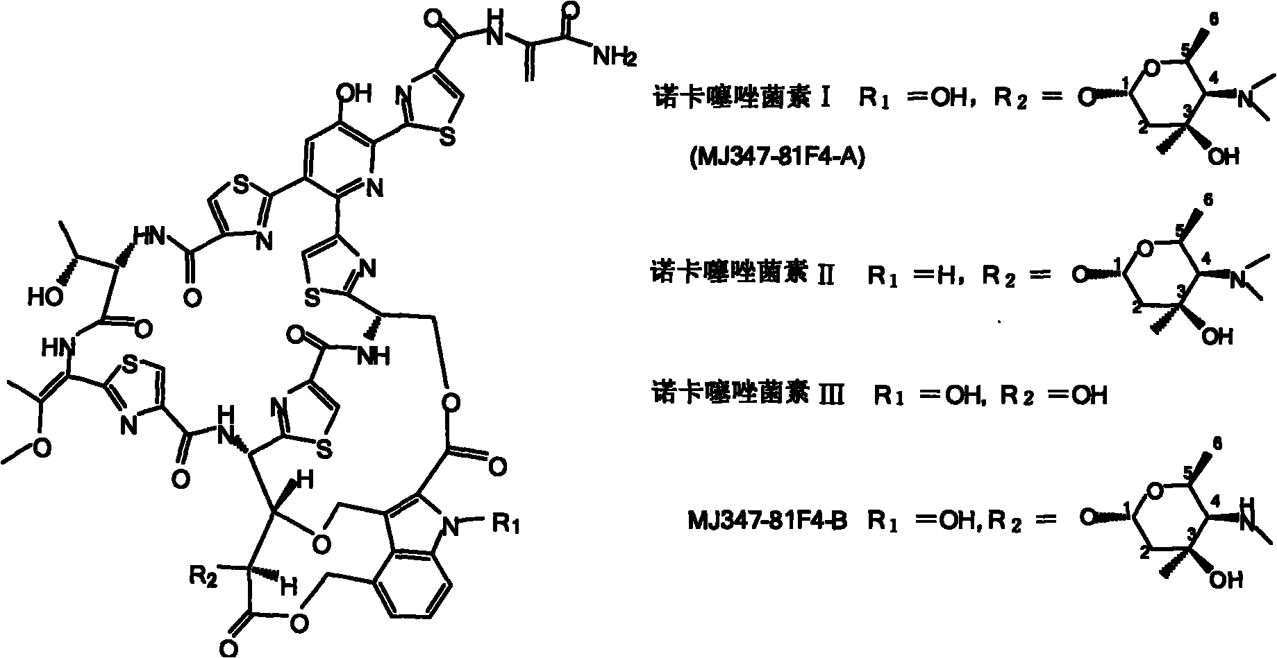 Biosynthesis gene cluster of Nocathiacins and application thereof