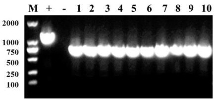 Genetic manipulation method of sacB-mediated Pseudomonas chlororaphis