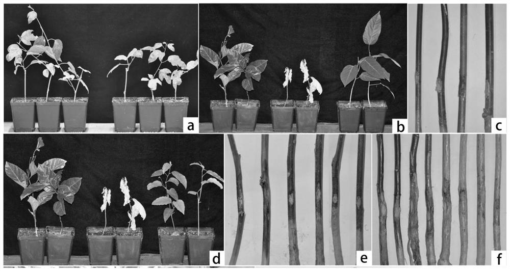 A kind of cultivation method of passion fruit seedling