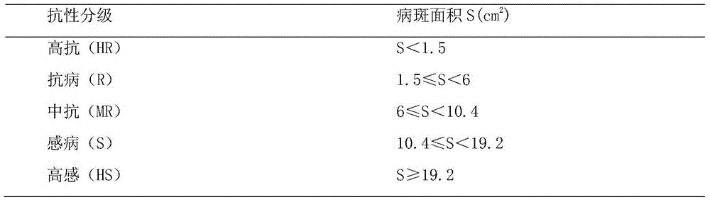 Solanum melongena phomopsis rot resistance rapid identification method