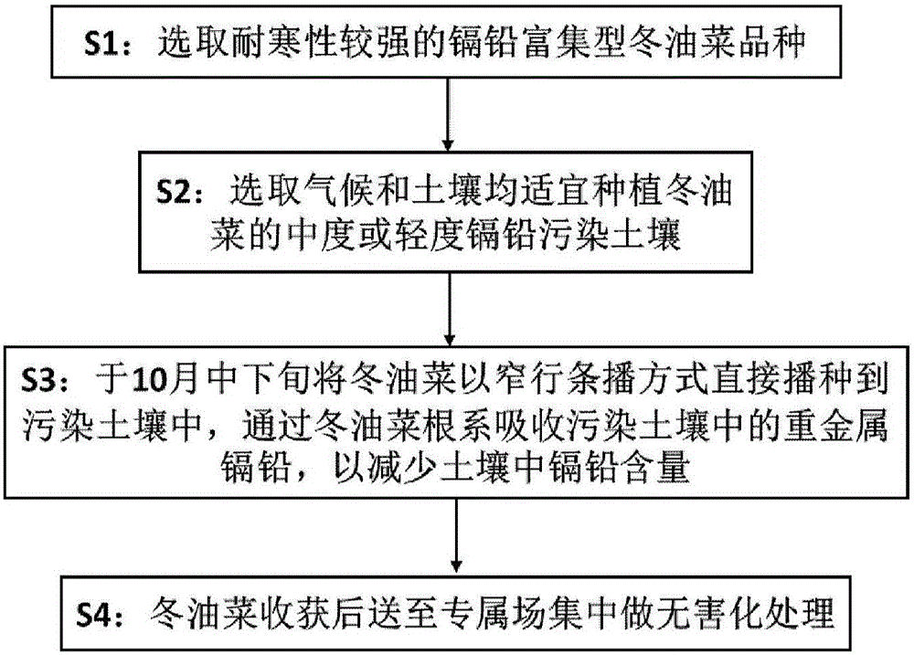 Method for utilizing cold-resistant winter rape variety for repairing cadmium and lead polluted farmland in winter