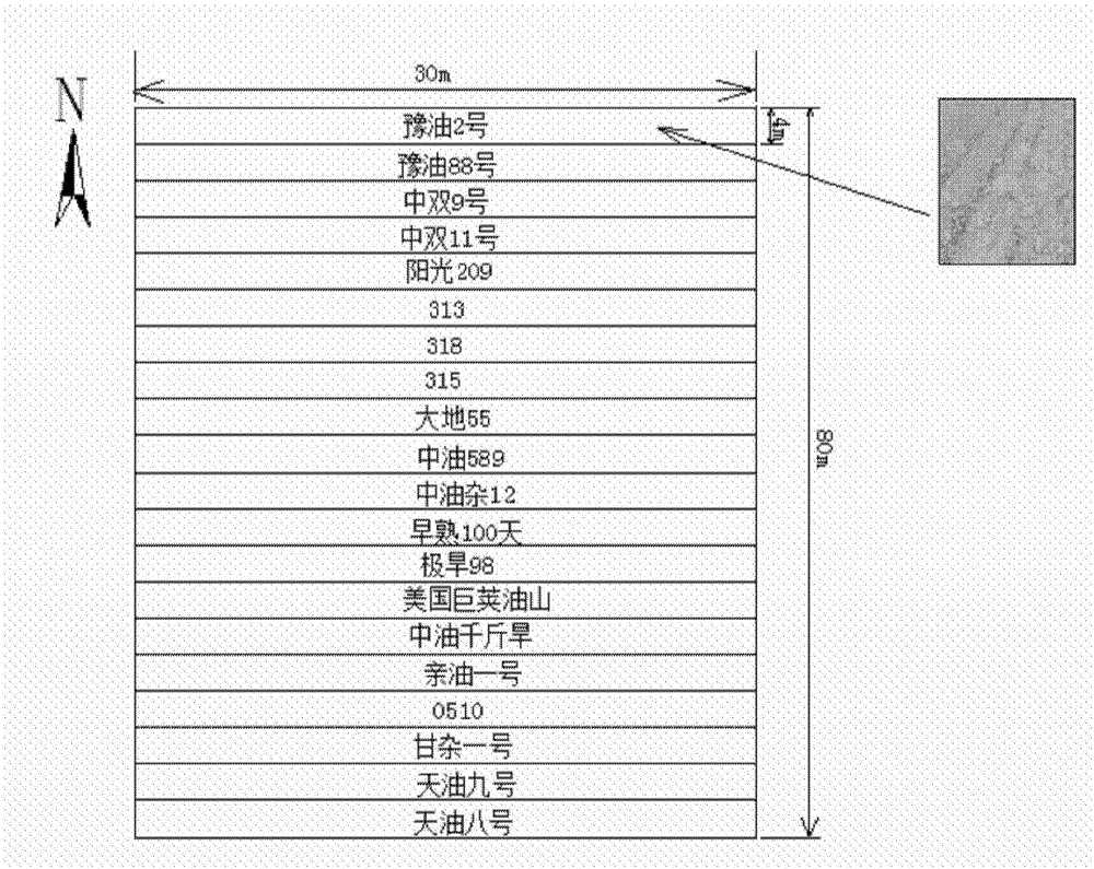 Method for utilizing cold-resistant winter rape variety for repairing cadmium and lead polluted farmland in winter