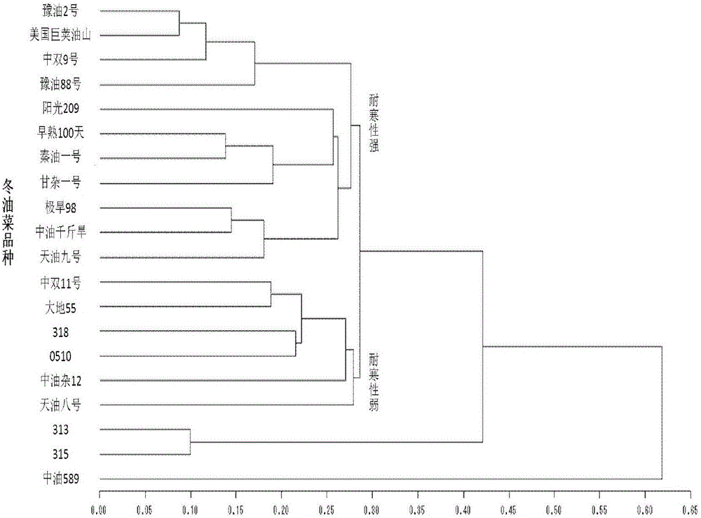 Method for utilizing cold-resistant winter rape variety for repairing cadmium and lead polluted farmland in winter