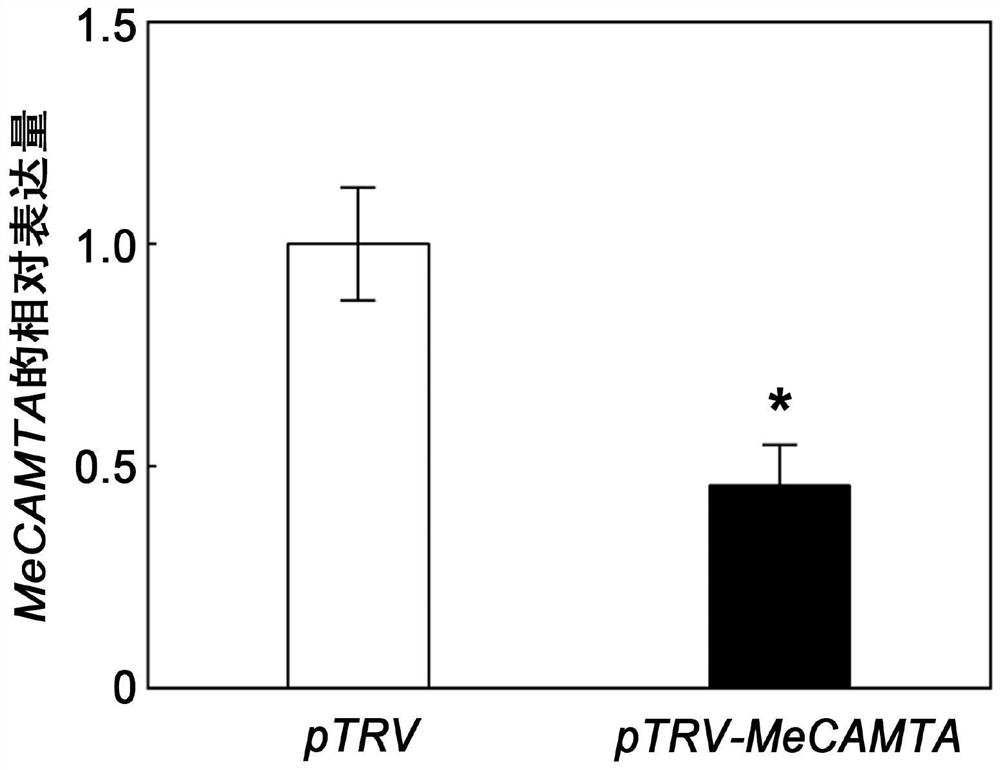 Construction and disease-resistant application of a cassava camta gene and its inhibitory expression vector