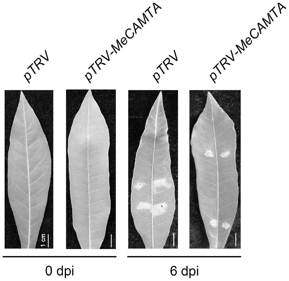 Construction and disease-resistant application of a cassava camta gene and its inhibitory expression vector