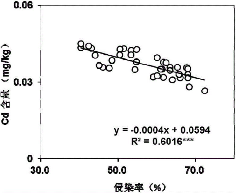 Method for lowering cadmium content in soybeans by arbuscular mycorrhizal fungi