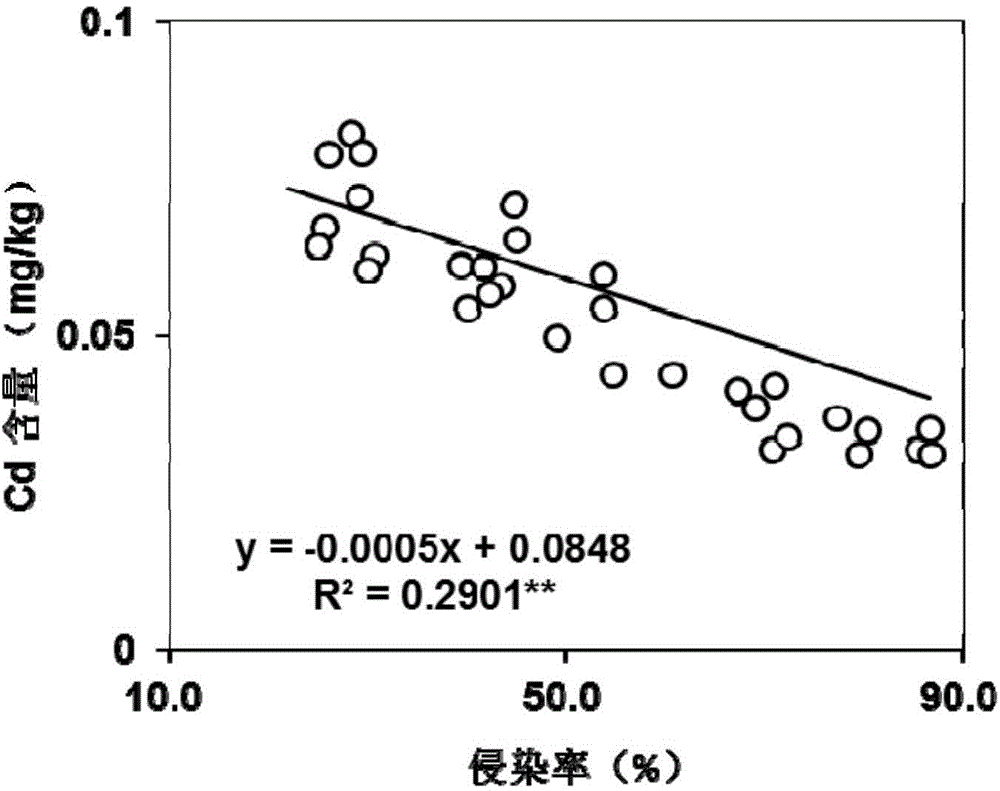 Method for lowering cadmium content in soybeans by arbuscular mycorrhizal fungi