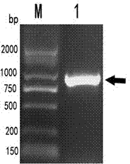 Duck plague virus gG truncated recombinant protein and preparation method thereof