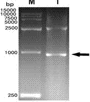 Duck plague virus gG truncated recombinant protein and preparation method thereof