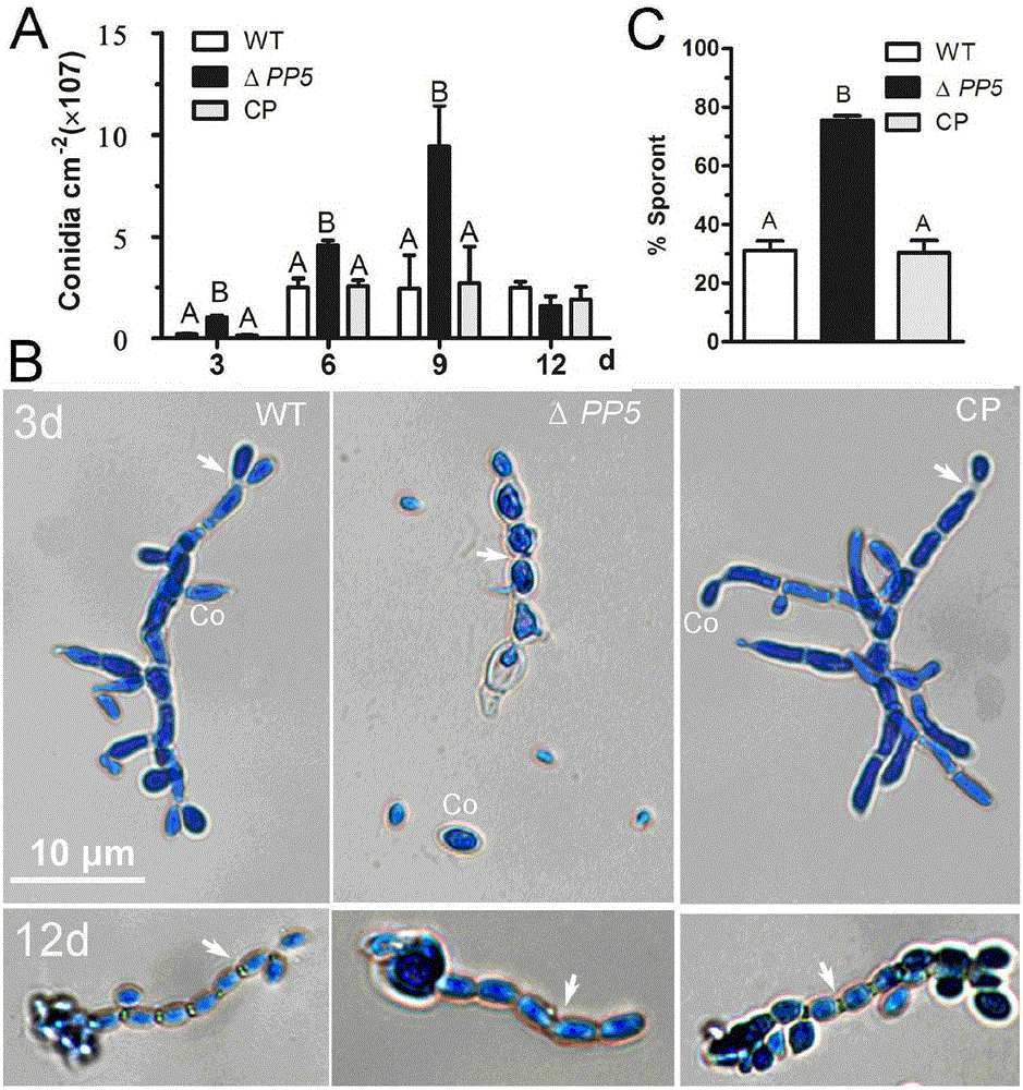 Nucleic acid molecule, carrier and applications of nucleic acid molecule and carrier in improvement of sporulation ratio, sporulation quantity and anti-ultraviolet capability of metarhizium anisopliae