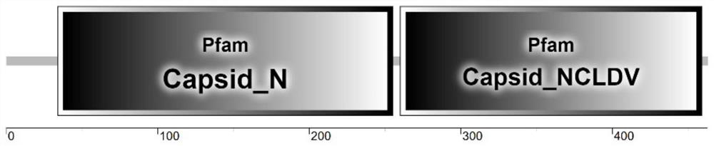 ELISA kit for detecting largemouth bass ranavirus antibody and detection method thereof