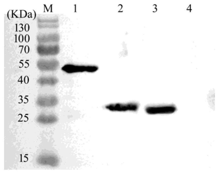 ELISA kit for detecting largemouth bass ranavirus antibody and detection method thereof