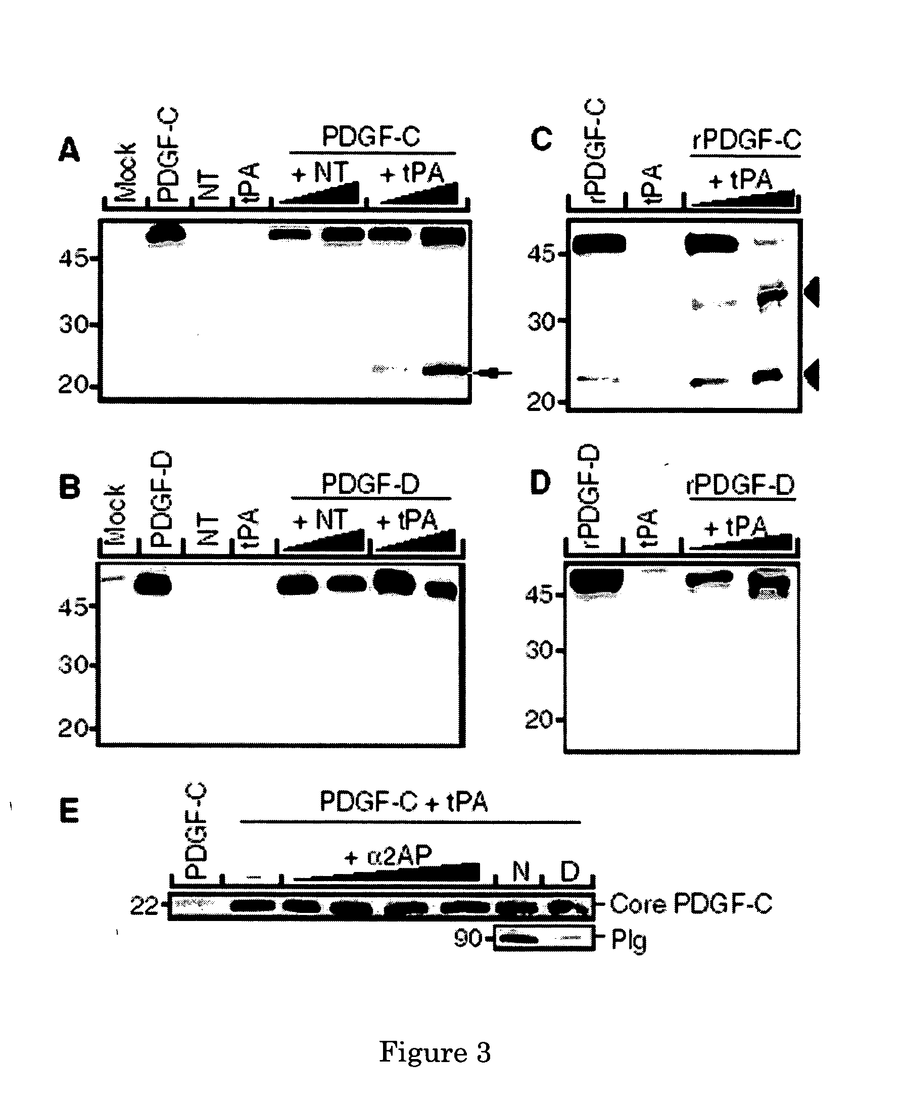 Methods and compositions for PDGF-C activation and inhibition