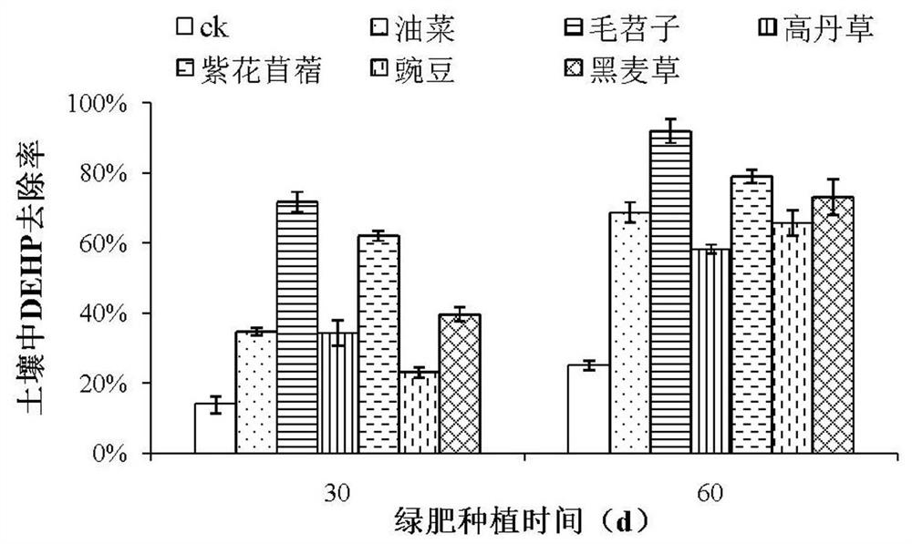 Method for repairing phthalate-polluted farmland soil by applying green manure plants