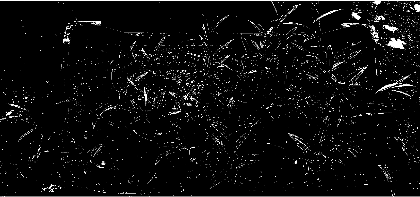 Method for producing bud mutation of willow branches through plasma processing