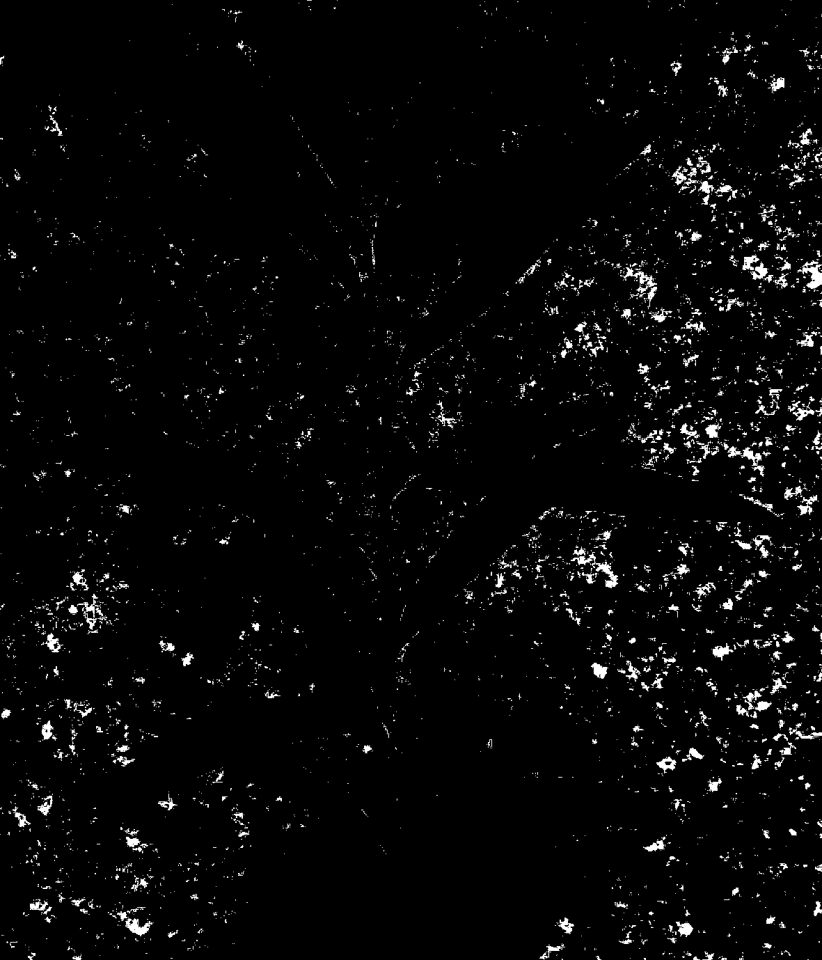 Method for producing bud mutation of willow branches through plasma processing