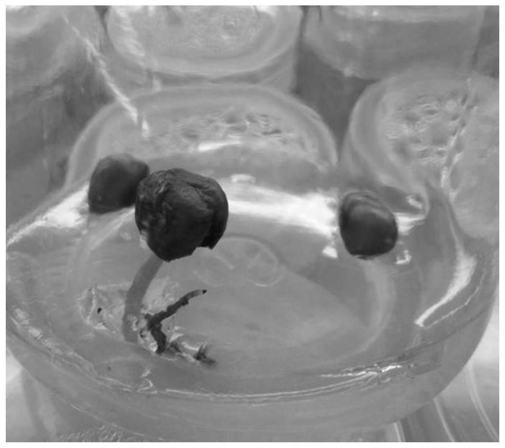 A method for aseptic germination and rapid propagation of Michelia majestic seeds