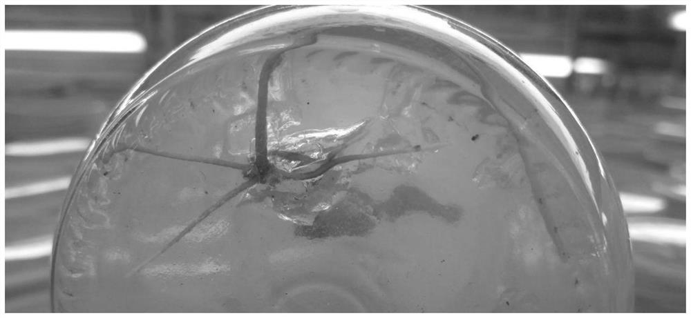 A method for aseptic germination and rapid propagation of Michelia majestic seeds