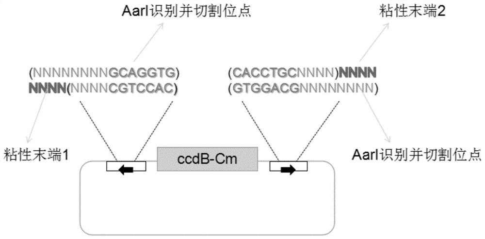 A construction method of seamless multi-segment clone