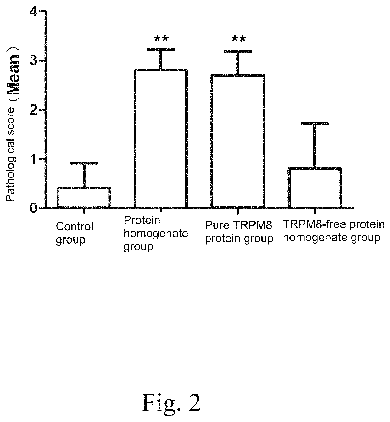 Application of TRPM8 protein, related peptide fragment and their antibodies