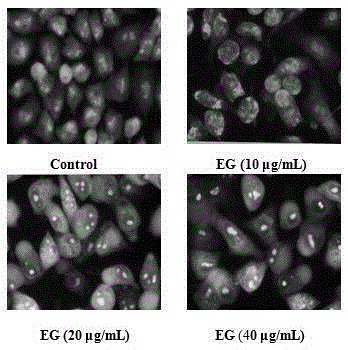 Application of ethyl gallate for preparing drugs for treating human colon carcinoma cell apoptosis