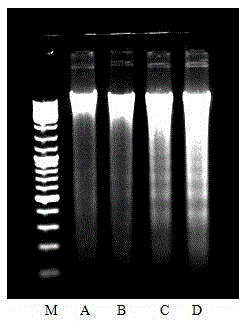 Application of ethyl gallate for preparing drugs for treating human colon carcinoma cell apoptosis