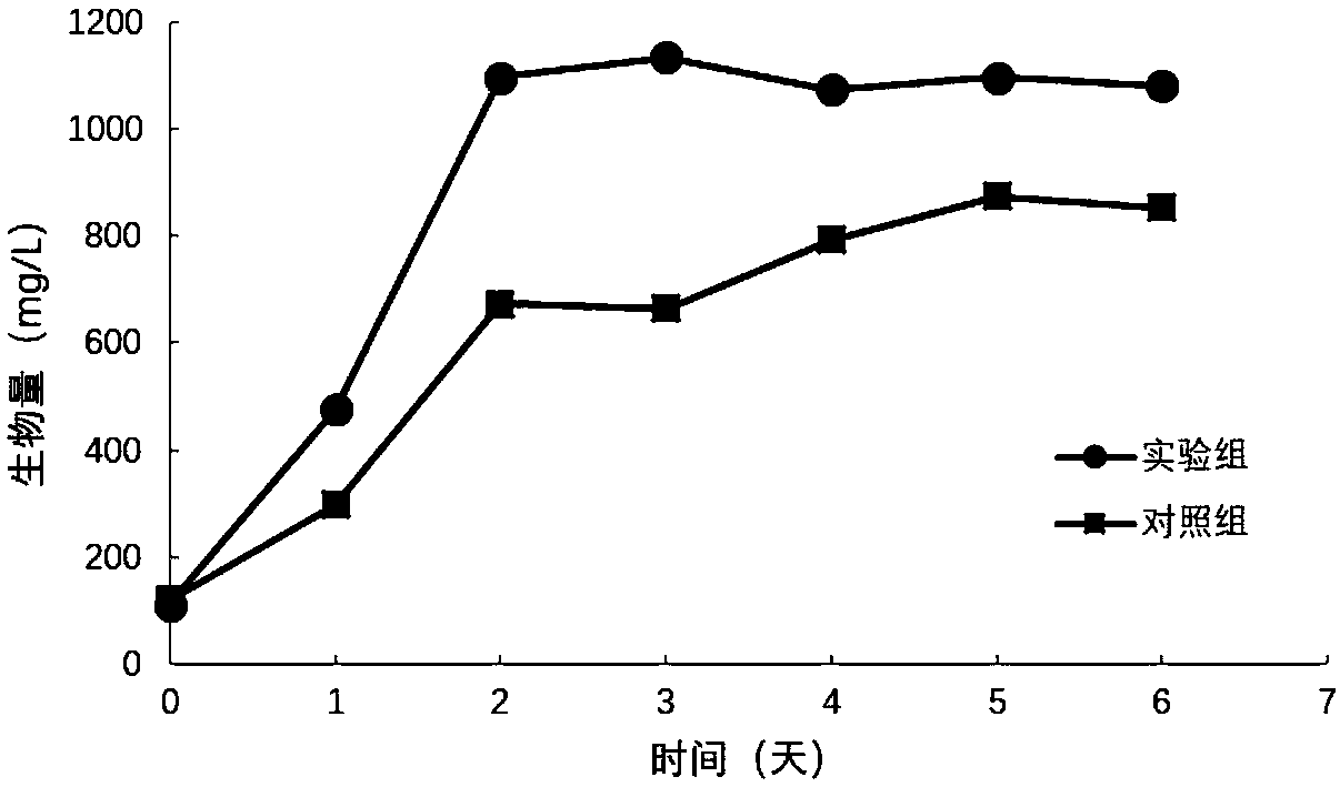 Biofilm magnetic field device and method for treating sewage by photosynthetic organisms