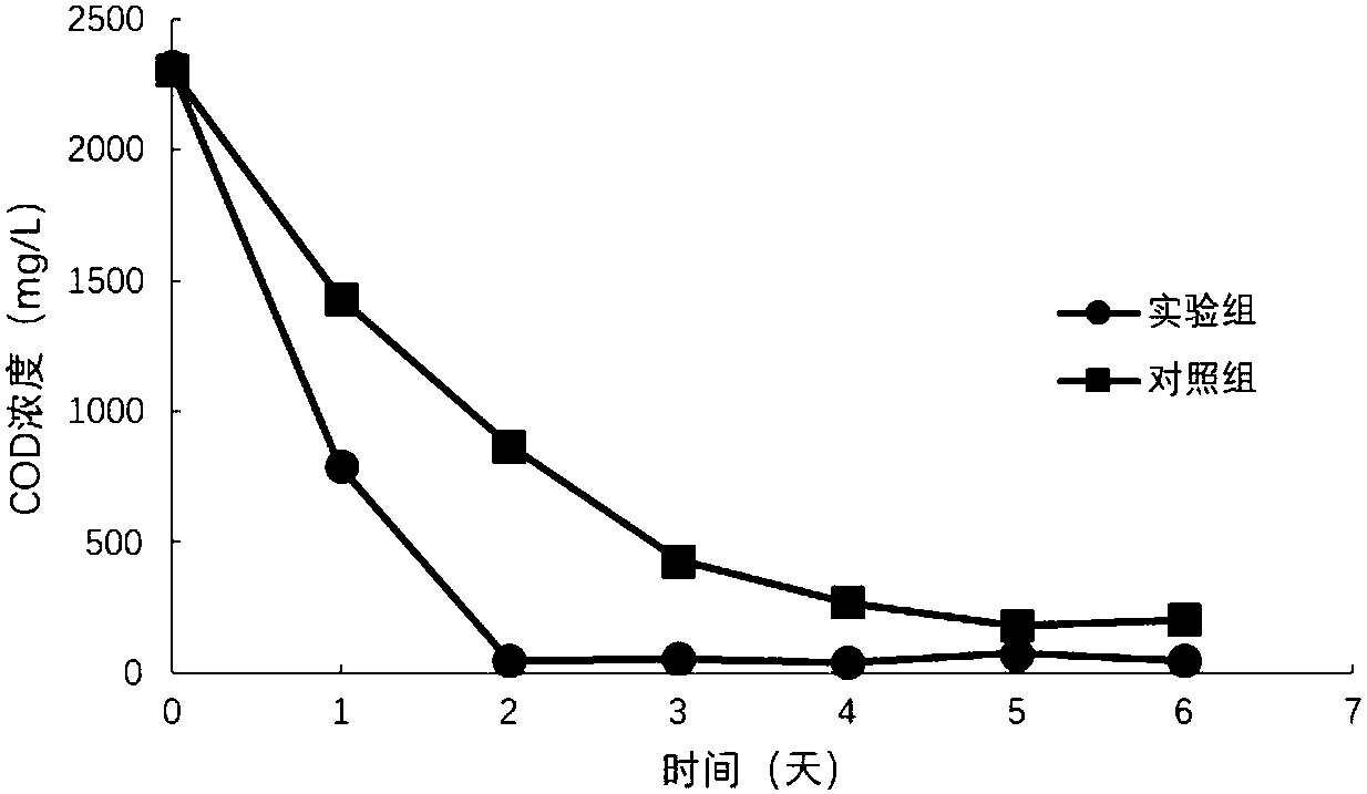 Biofilm magnetic field device and method for treating sewage by photosynthetic organisms