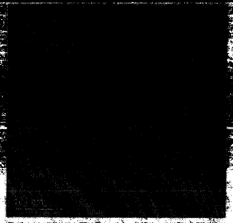 Carbon nano tube/polymer/magnetic ferrate nano composite material and preparation method thereof