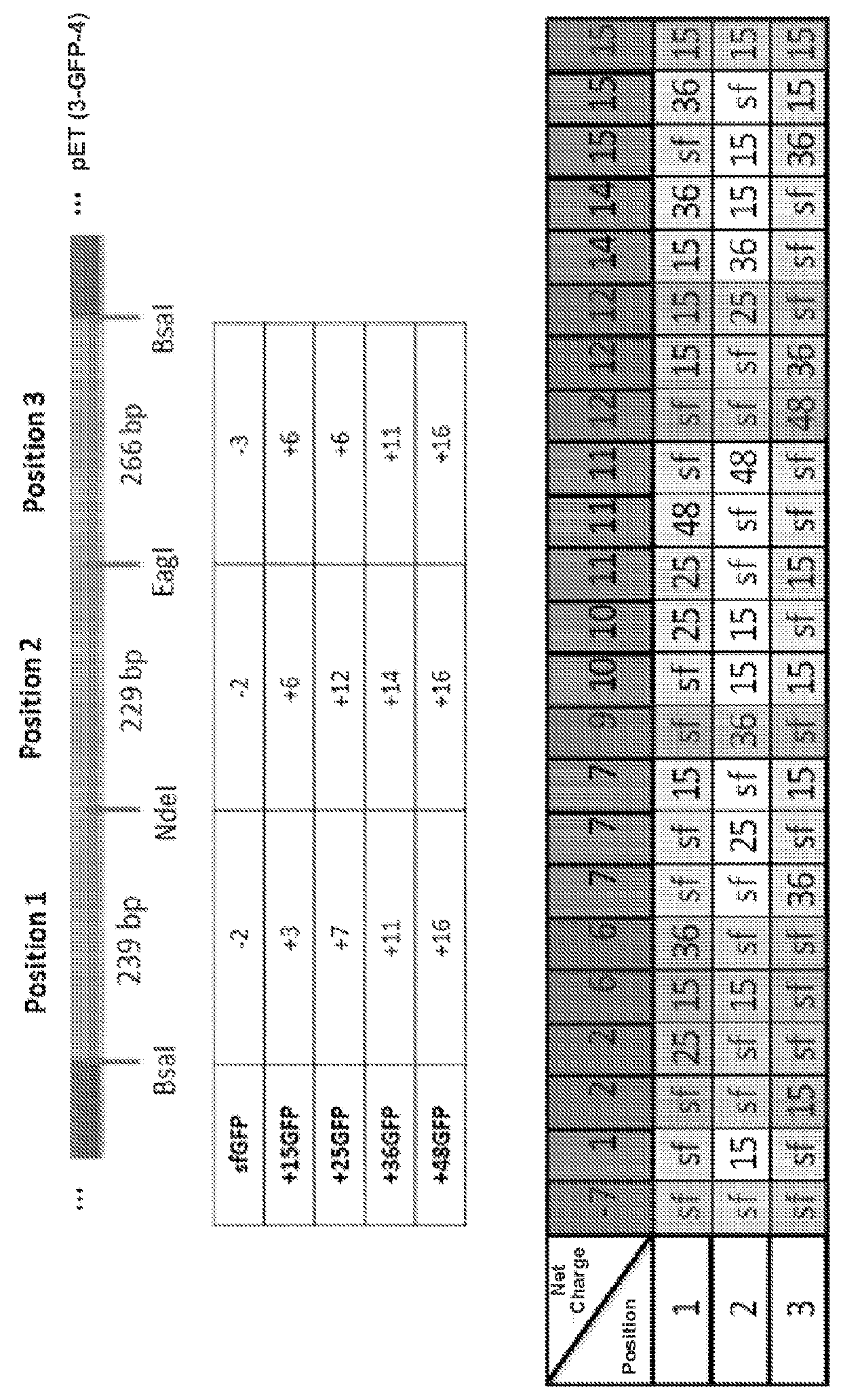 Charge-engineered antibodies or compositions of penetration-enhanced targeting proteins and methods of use